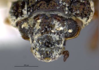 Media type: image;   Entomology 305556 Aspect: head frontal view